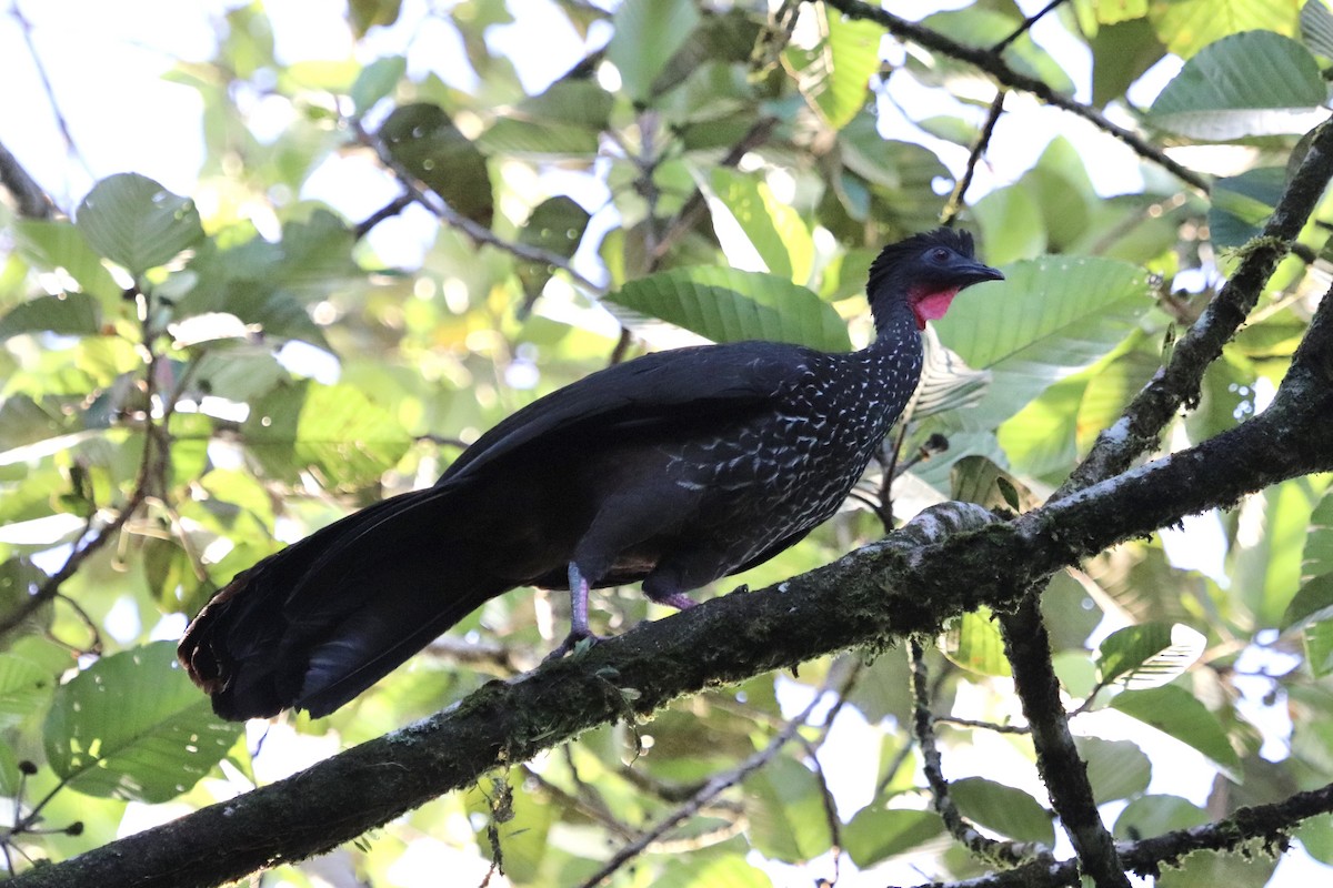 Crested Guan - ML227684761