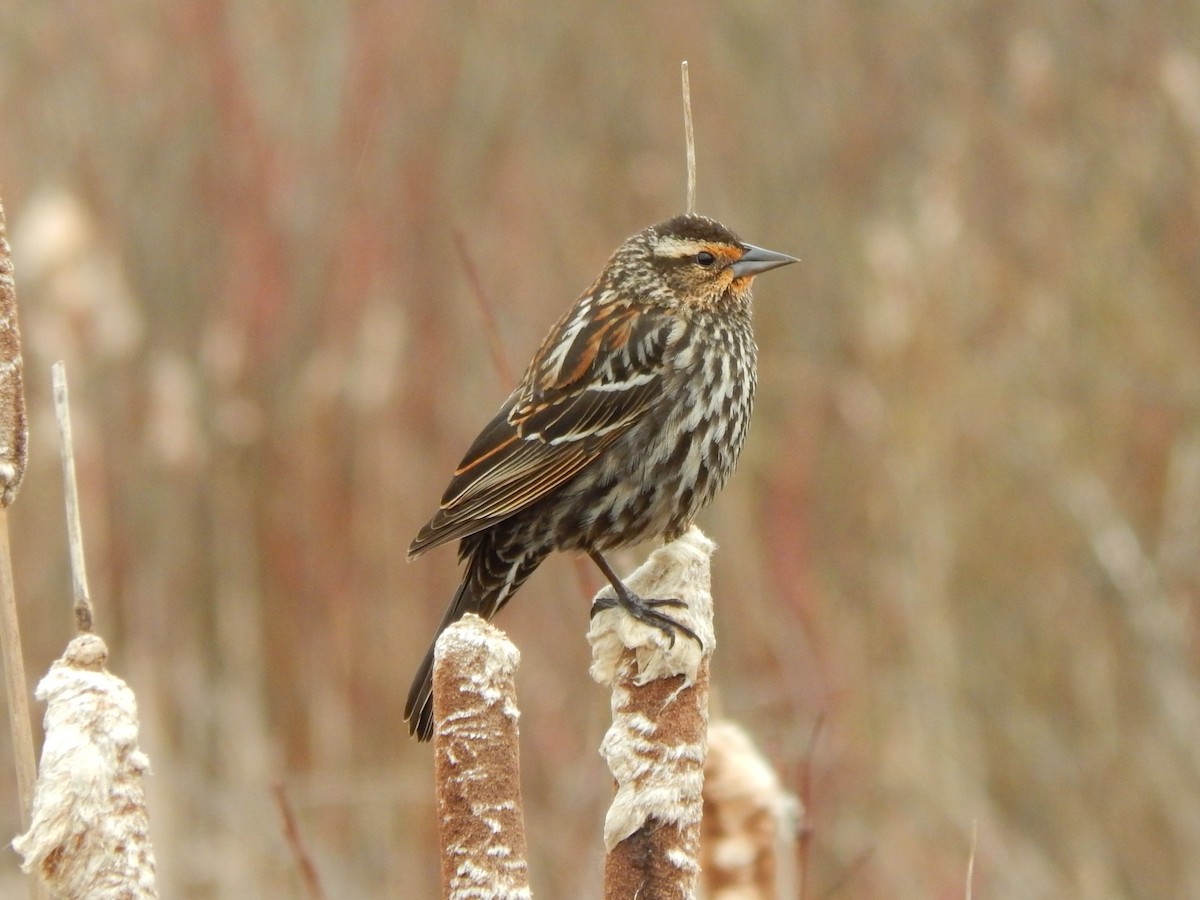 Red-winged Blackbird - ML227685451