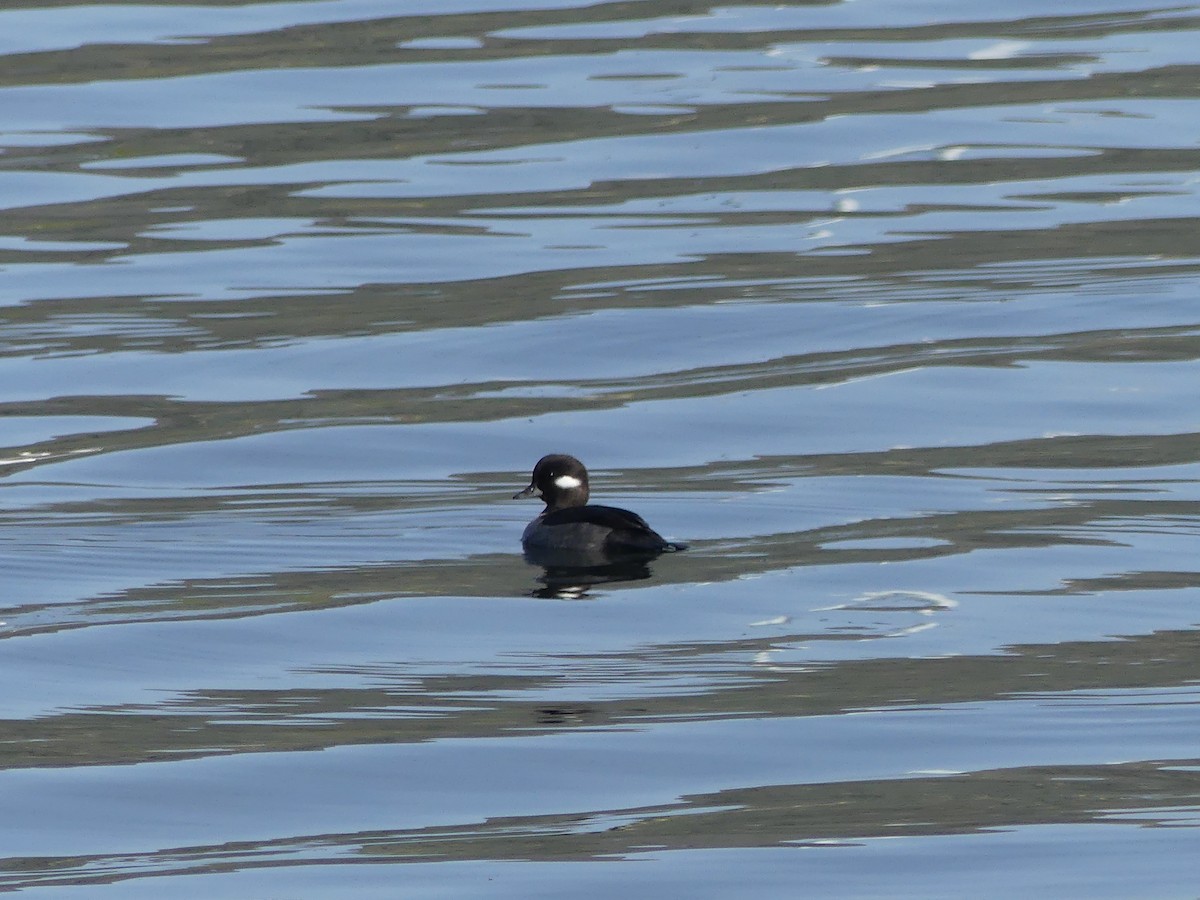 Bufflehead - ML227685591