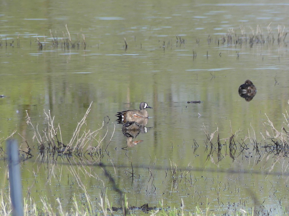 Blue-winged Teal - ML227685741
