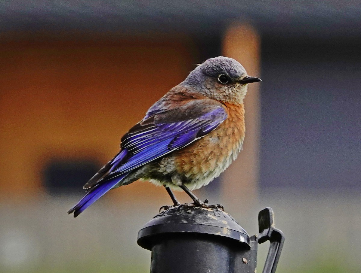 Western Bluebird - ML227685761