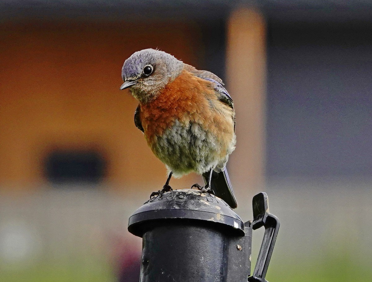 Western Bluebird - ML227685811