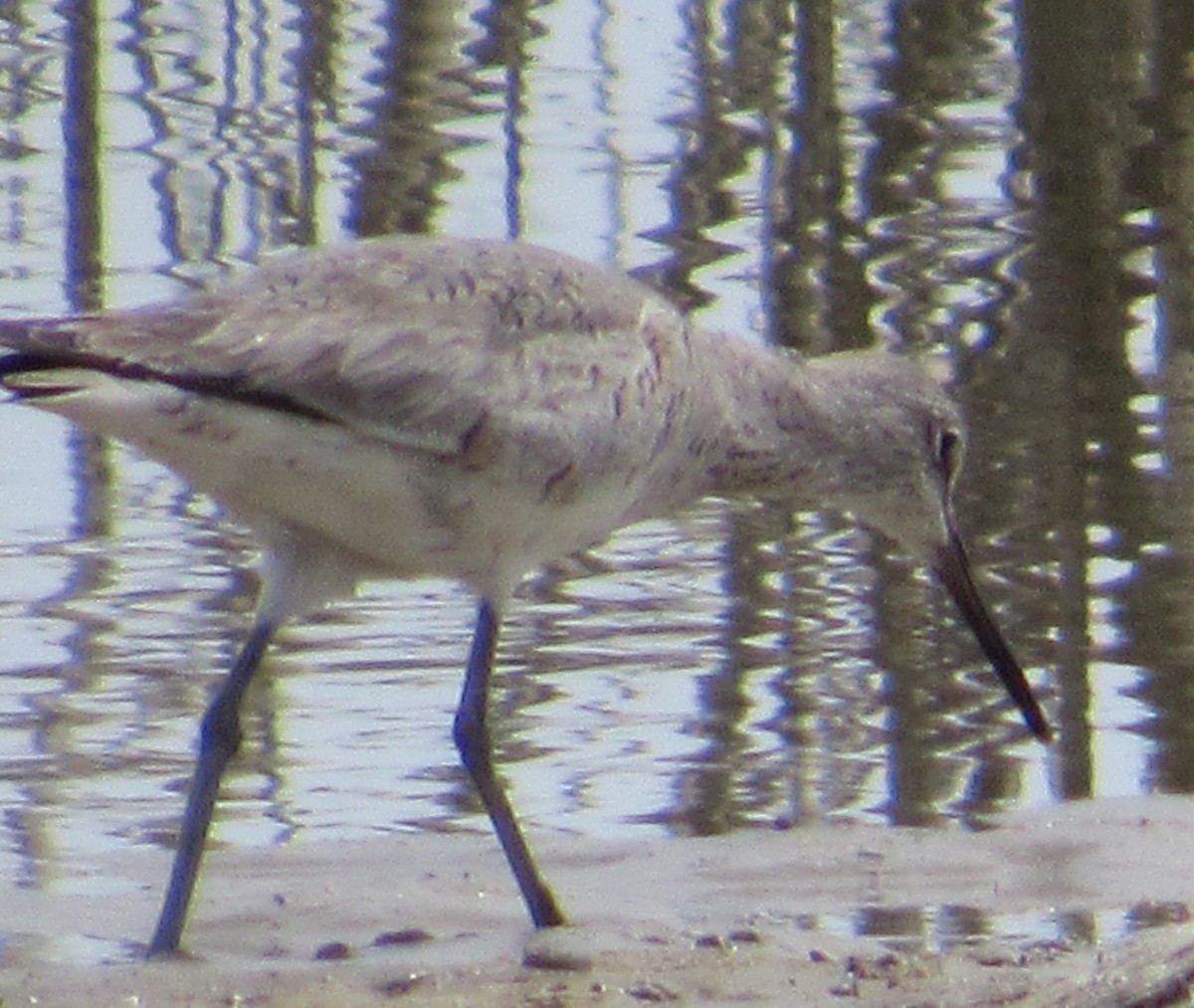 Willet - ML227686061