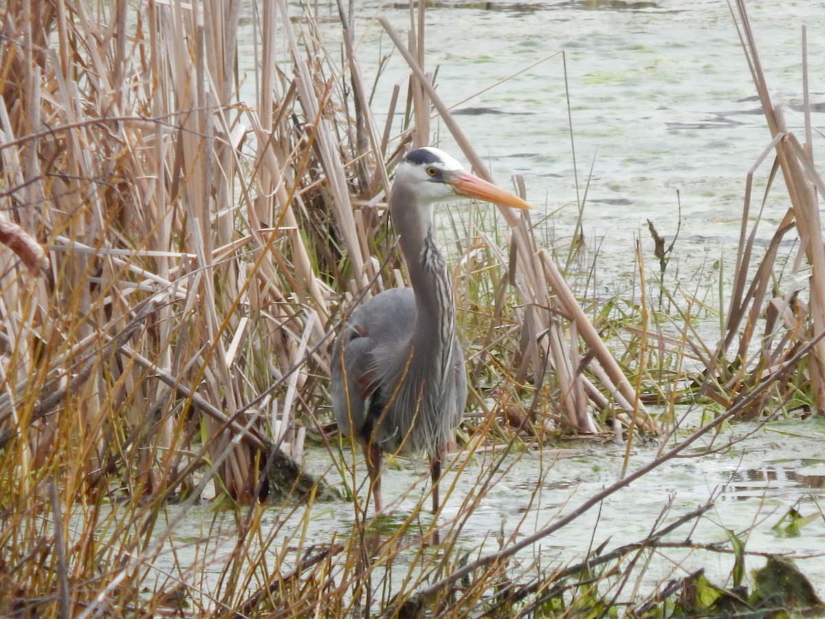 Great Blue Heron - ML227686381