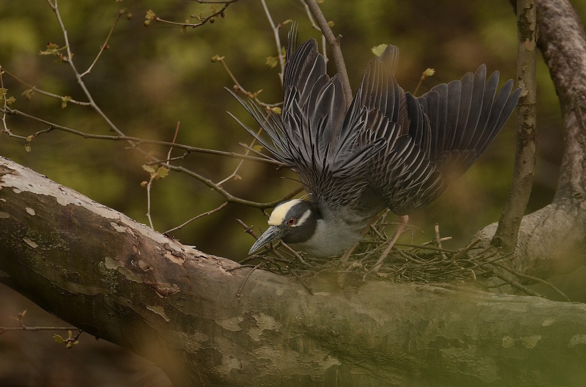 Yellow-crowned Night Heron - Josephine Kalbfleisch