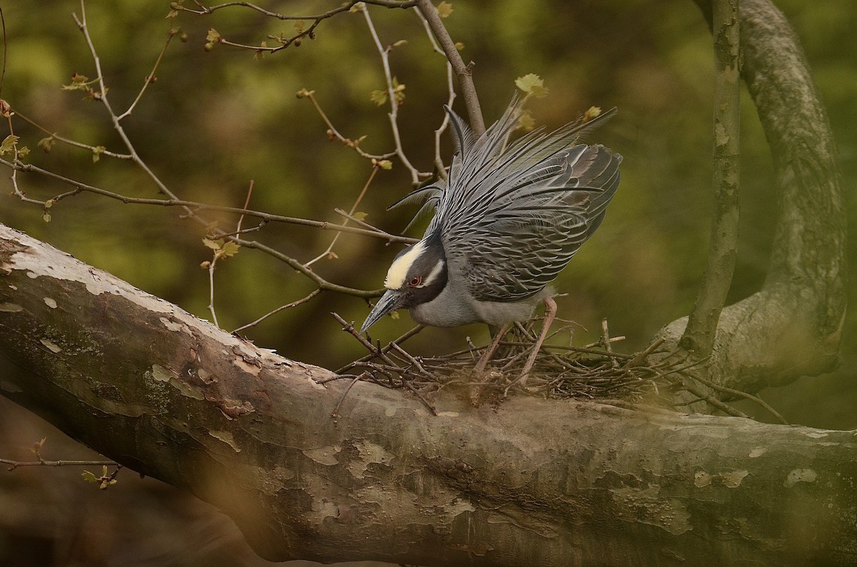 Yellow-crowned Night Heron - ML227686691