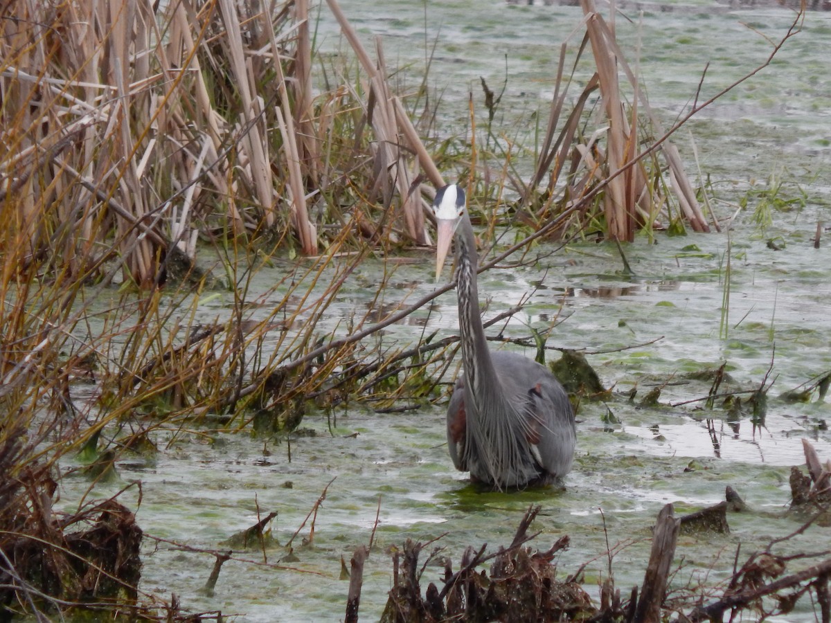 Great Blue Heron - ML227686921