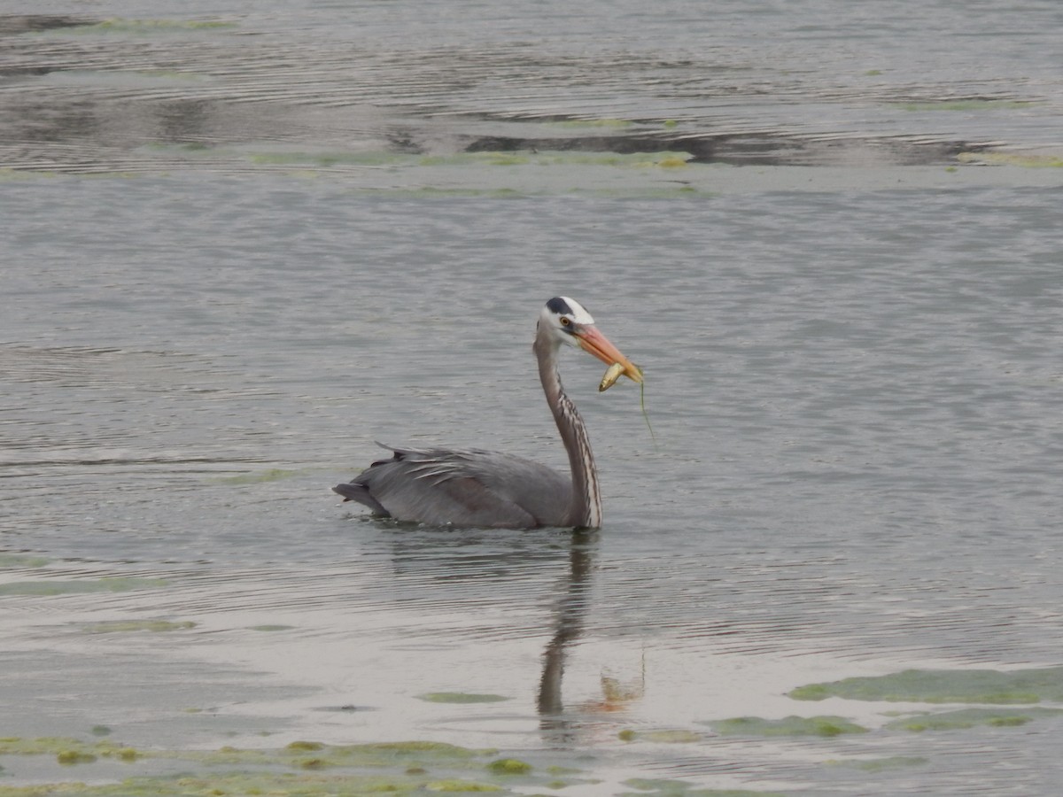 Great Blue Heron - ML227687431