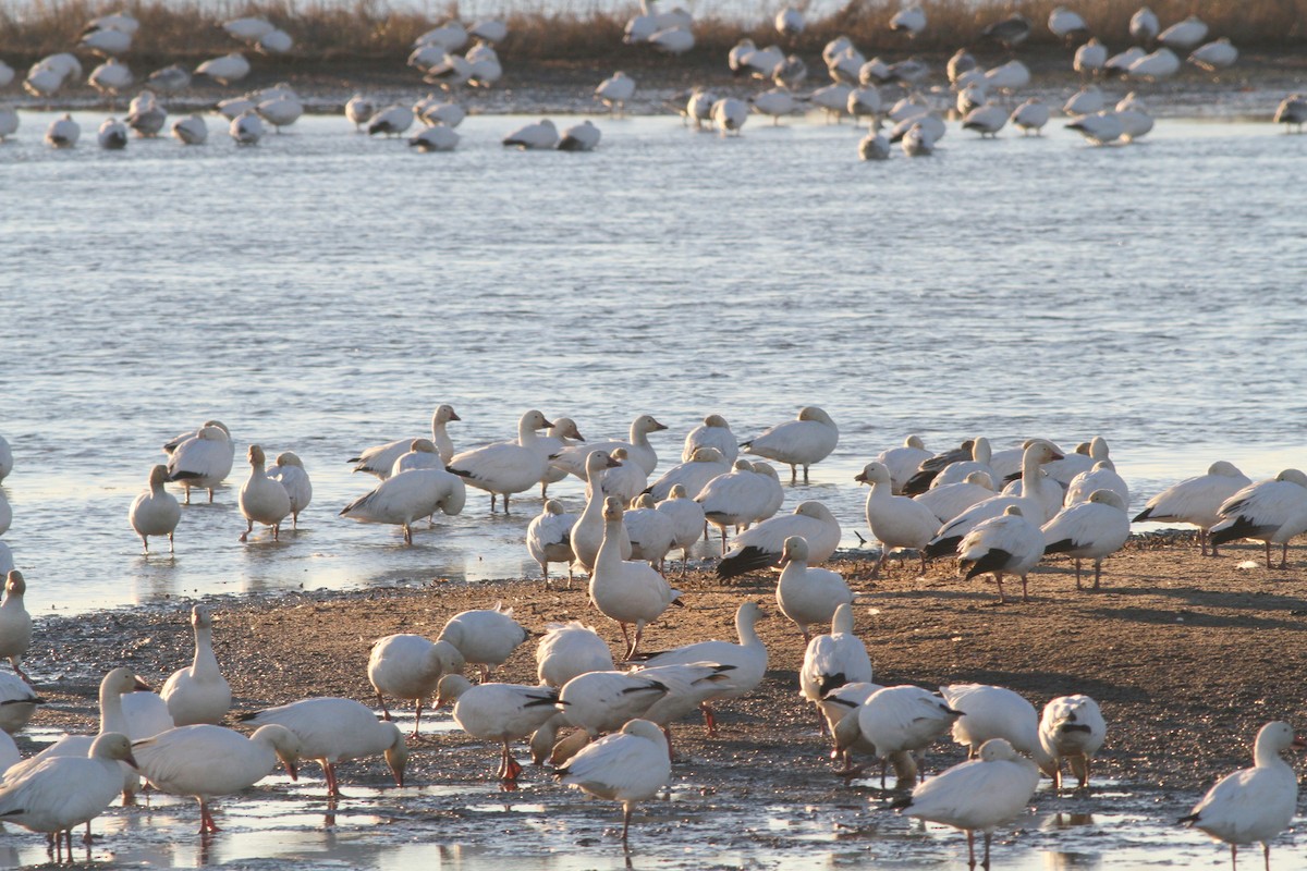 Snow Goose - ML22768821