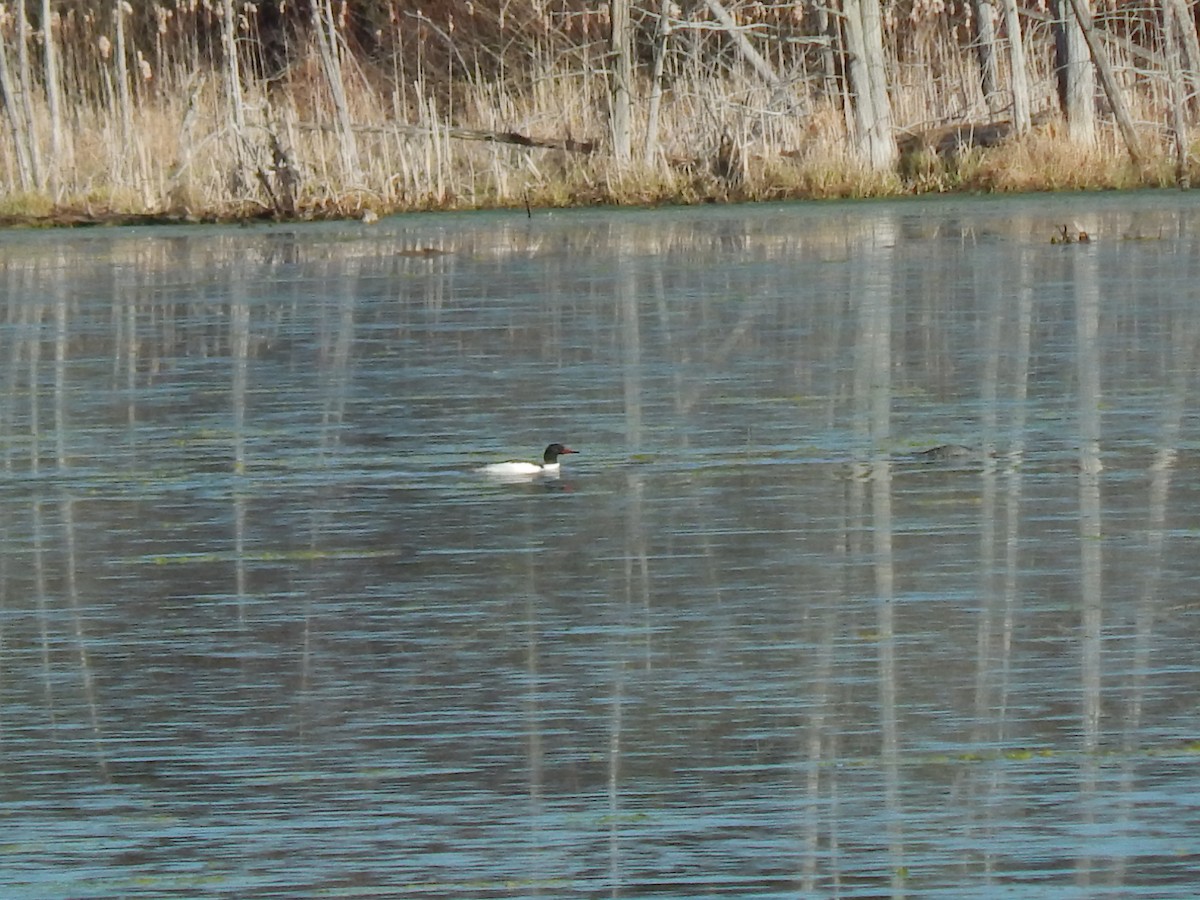 Common Merganser - ML227688491