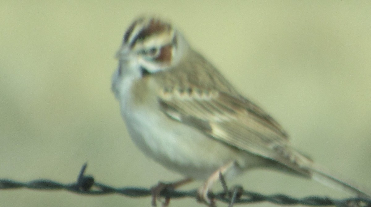 Lark Sparrow - ML227689031