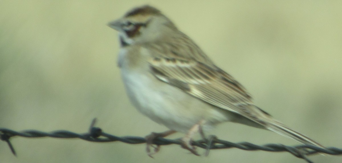 Lark Sparrow - ML227689271