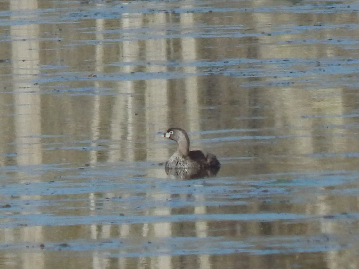 Pied-billed Grebe - ML227689411