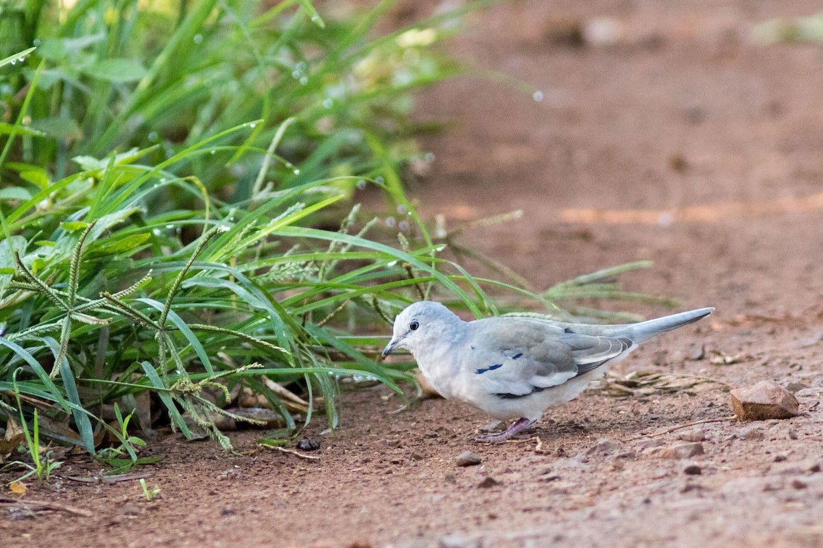 Picui Ground Dove - Yuji Tateoka