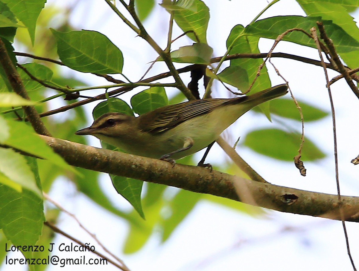 Black-whiskered Vireo - ML227690231