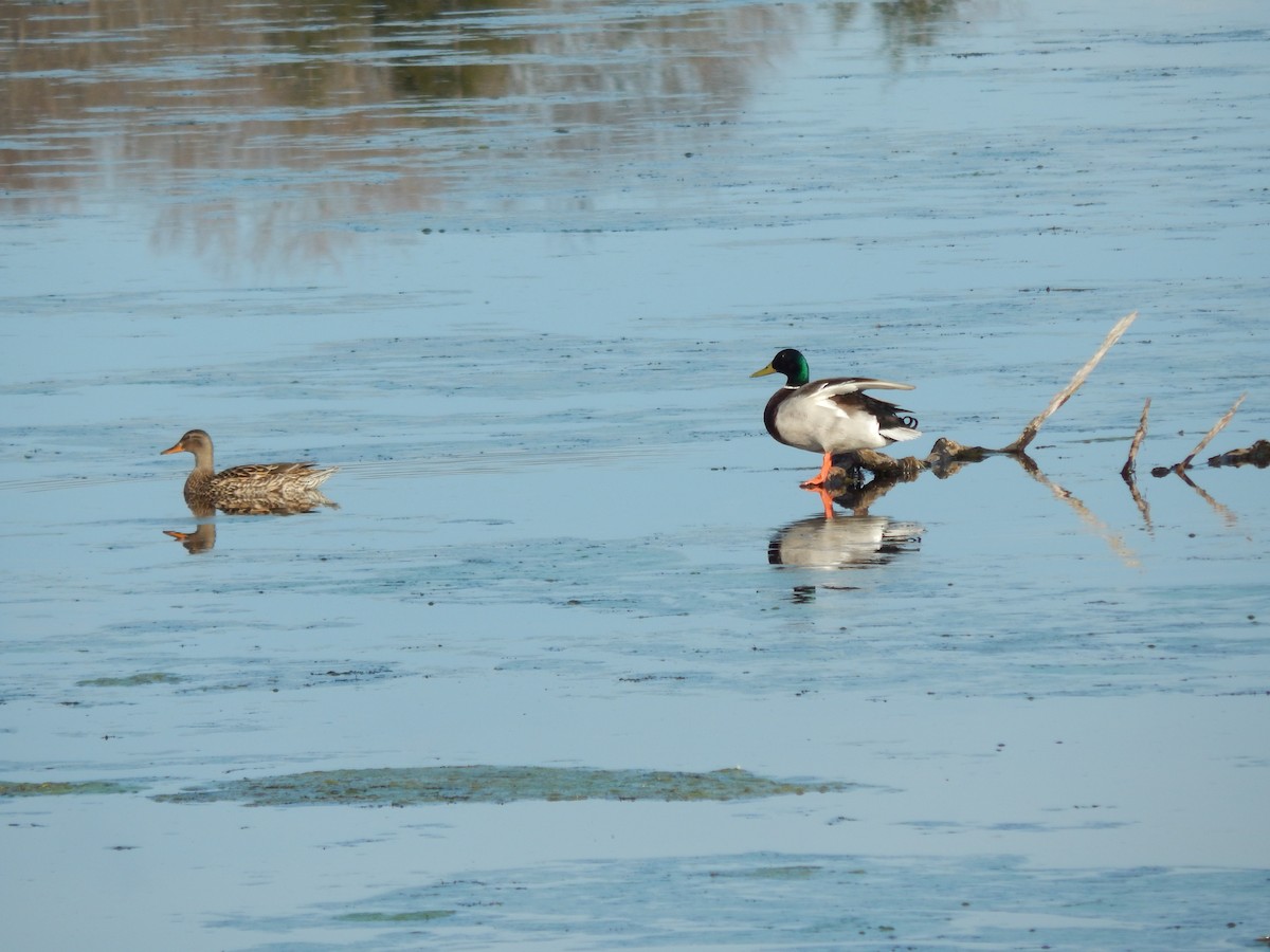 Mallard - ML227690421