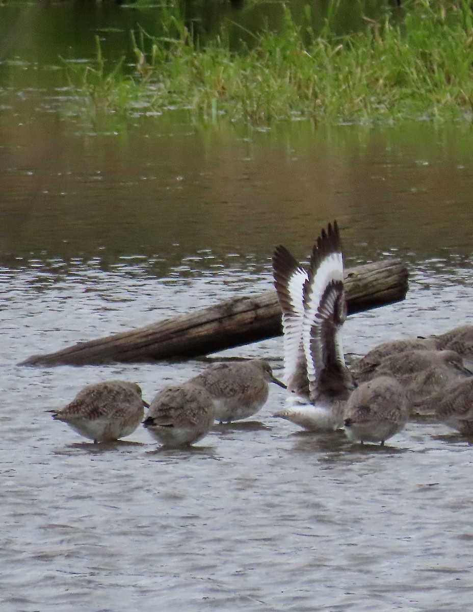 Willet - ML227690771