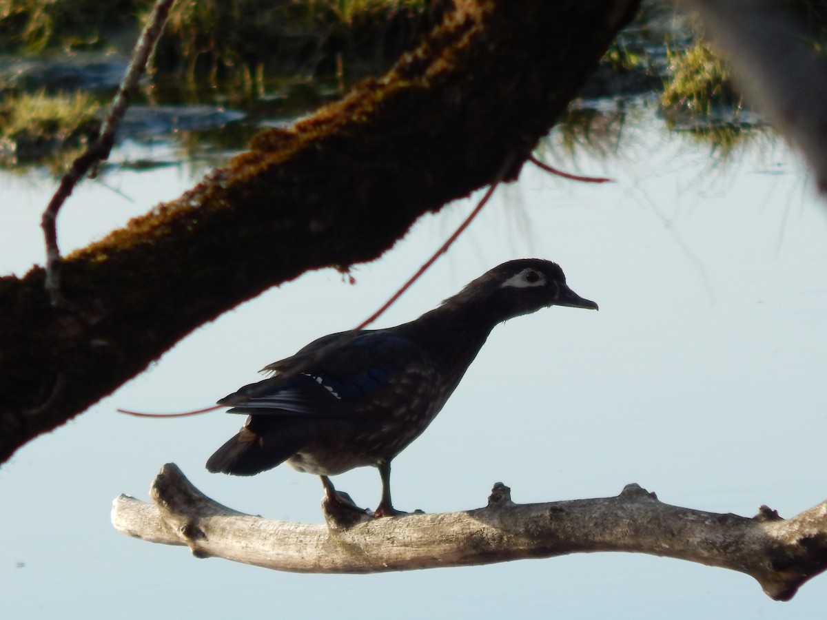 Wood Duck - ML227691811