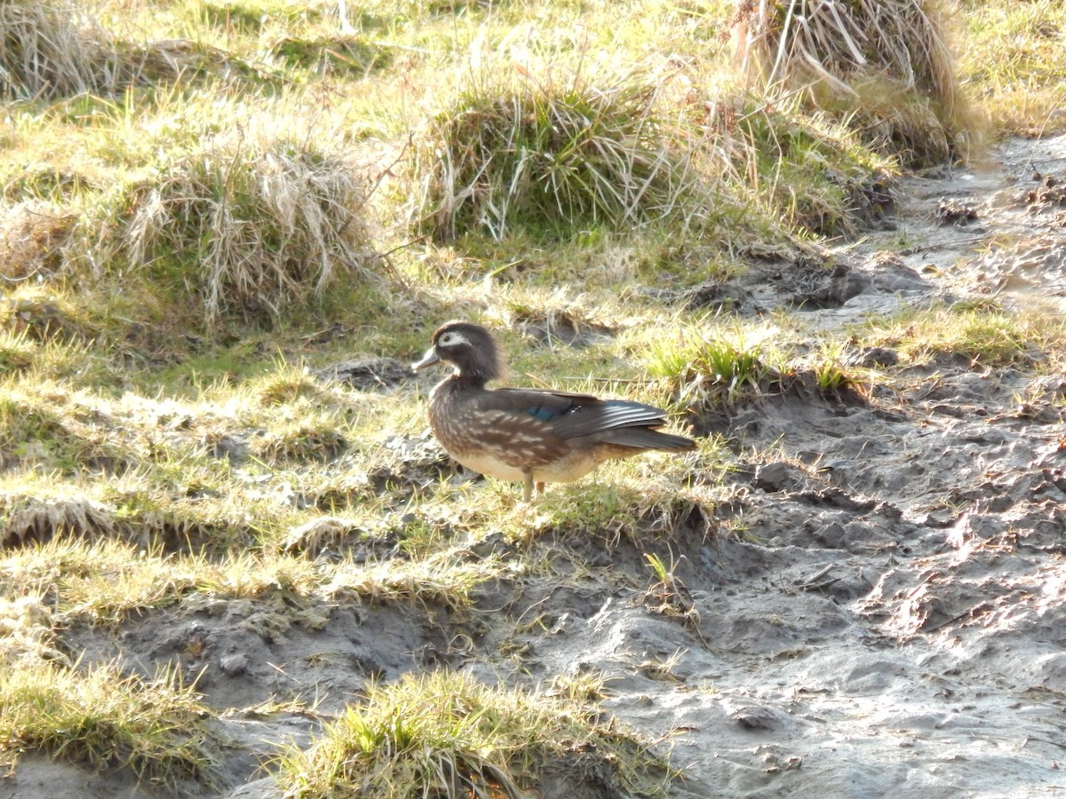 Wood Duck - ML227692561