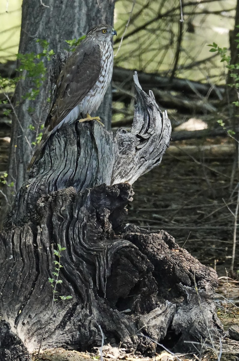 Cooper's Hawk - Walt Anderson