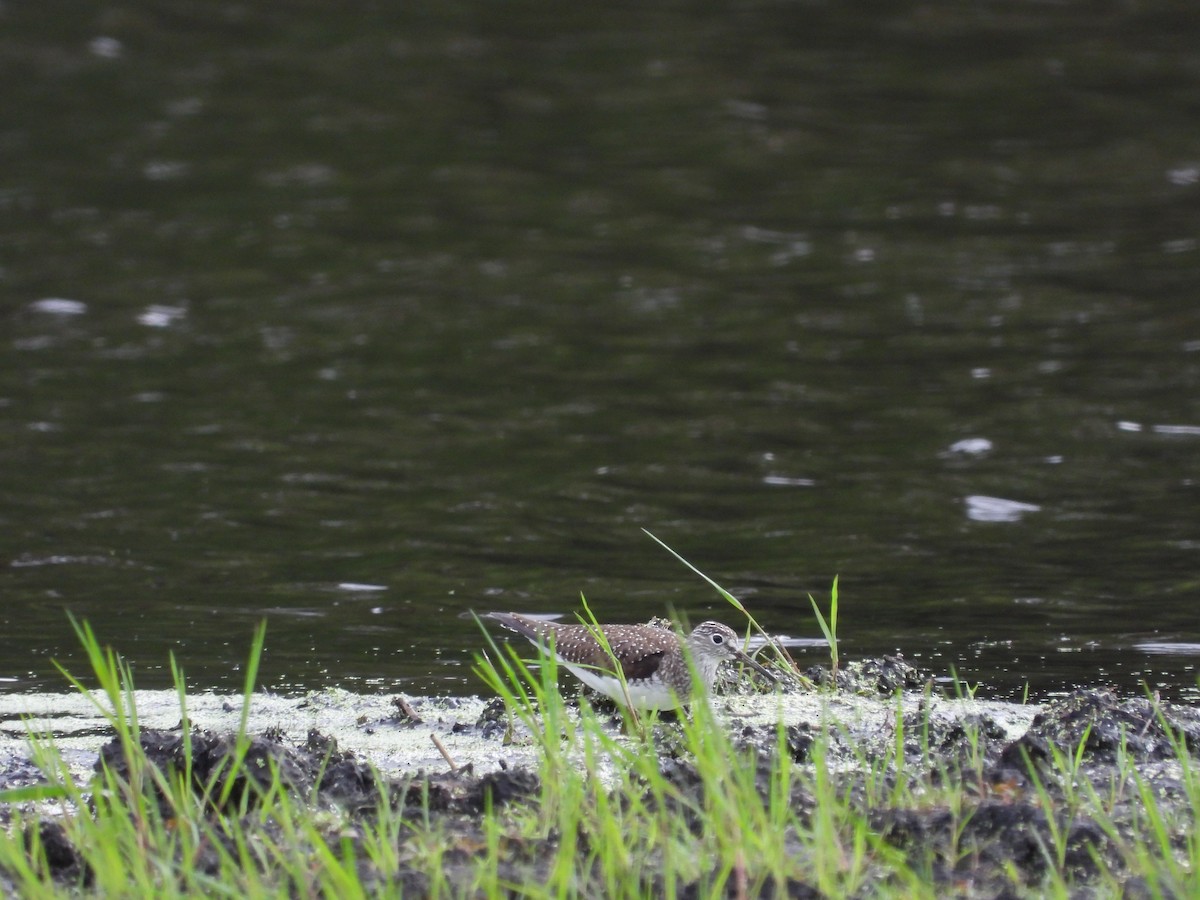 Solitary Sandpiper - ML227695911