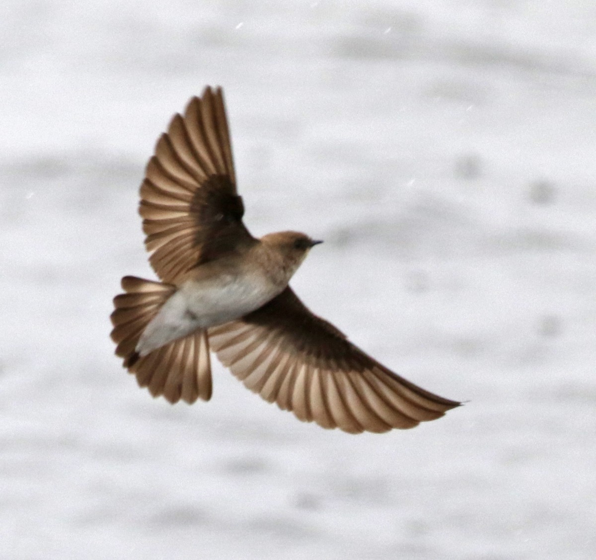 Golondrina Aserrada - ML227696951