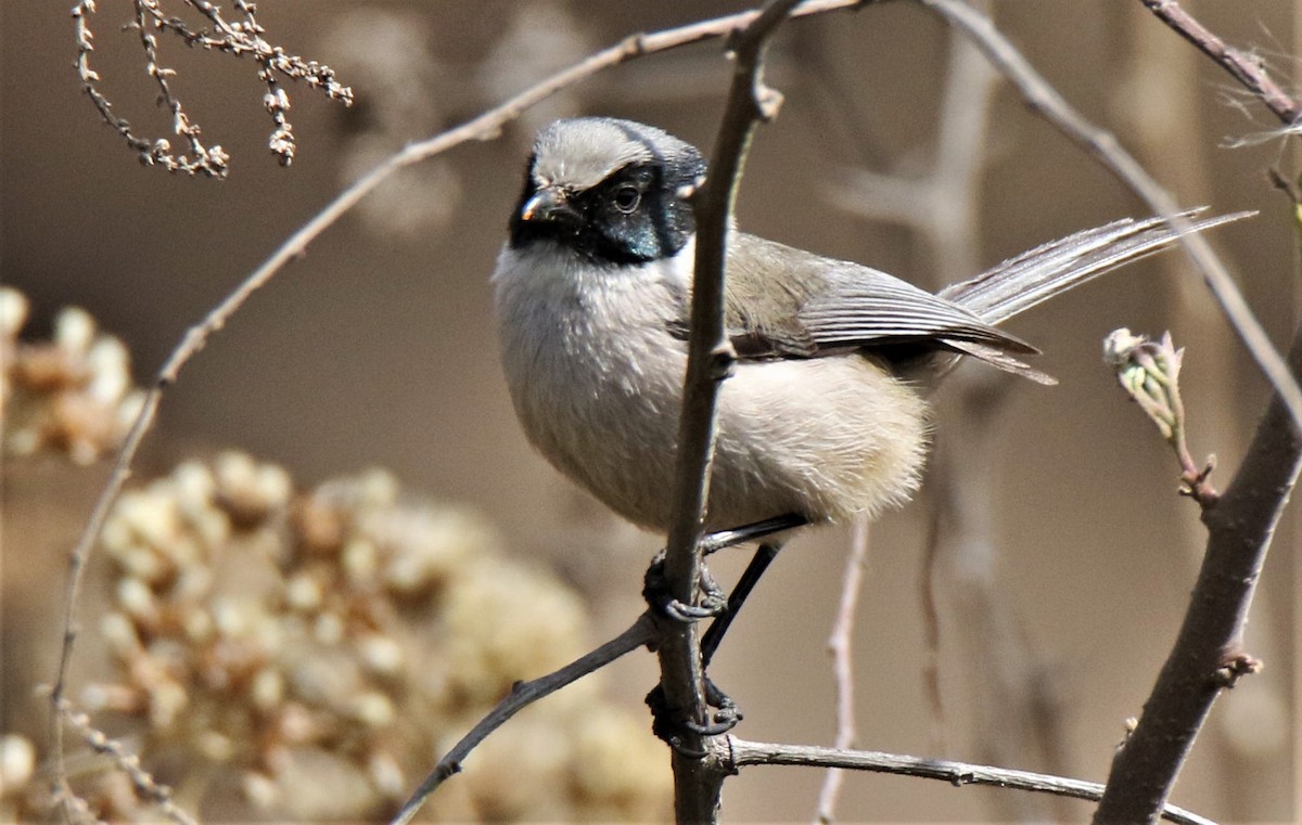 Bushtit (melanotis Group) - ML227698401