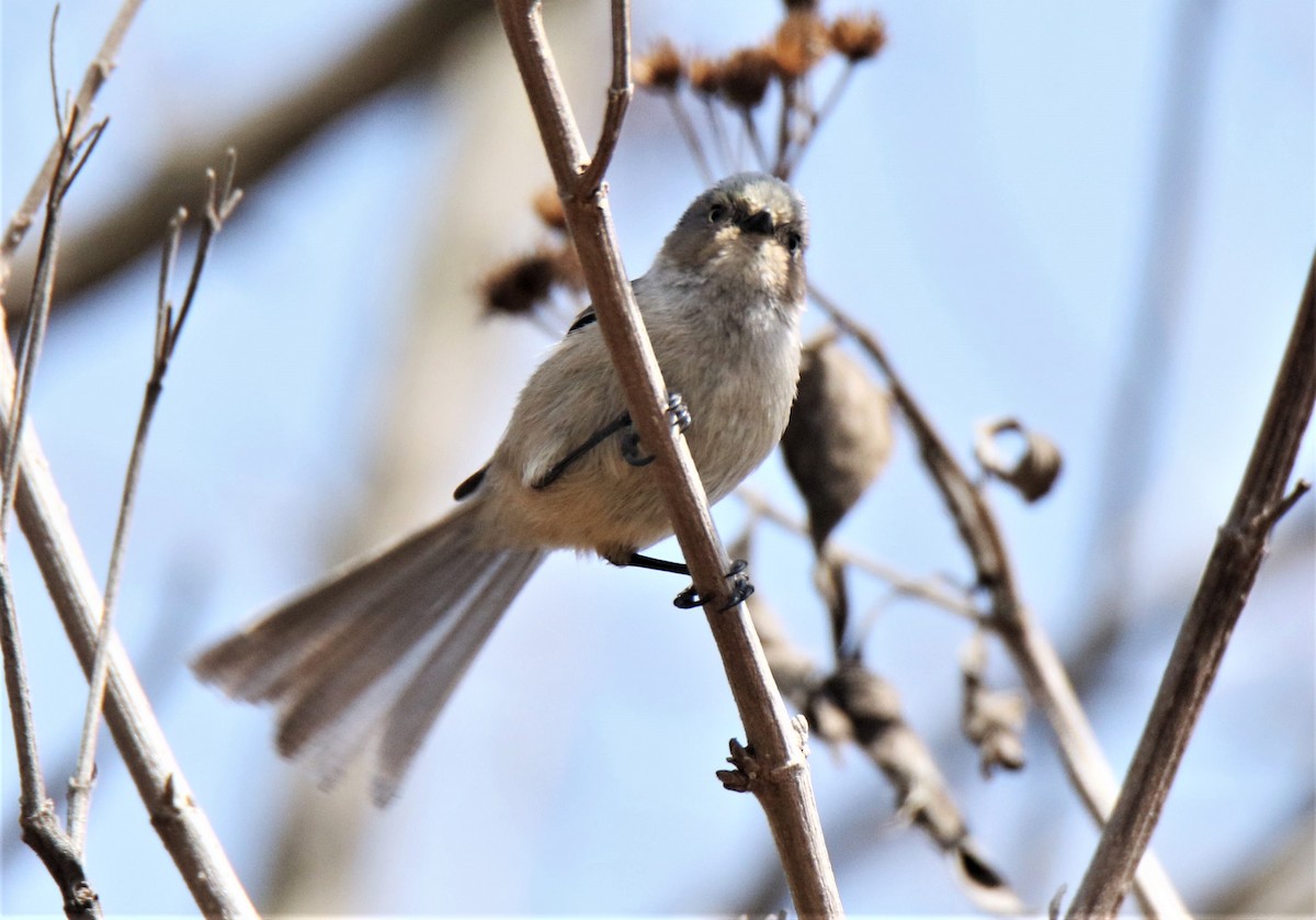 Bushtit (melanotis Group) - ML227698491