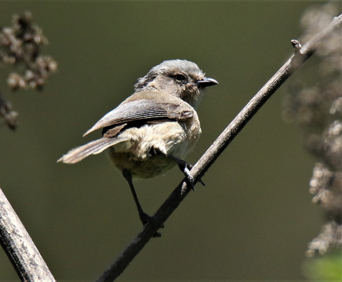 Bushtit (melanotis Group) - ML227698511