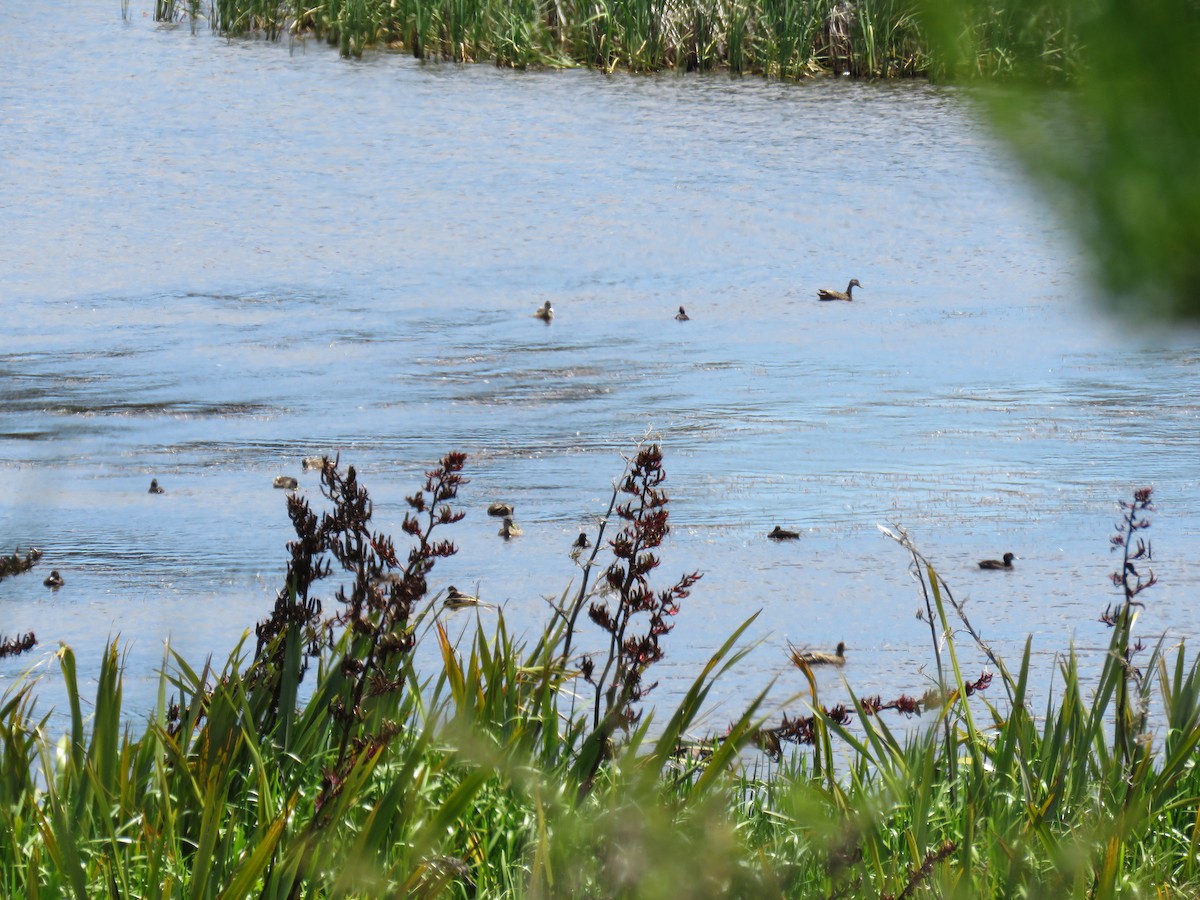 New Zealand Scaup - ML22769881