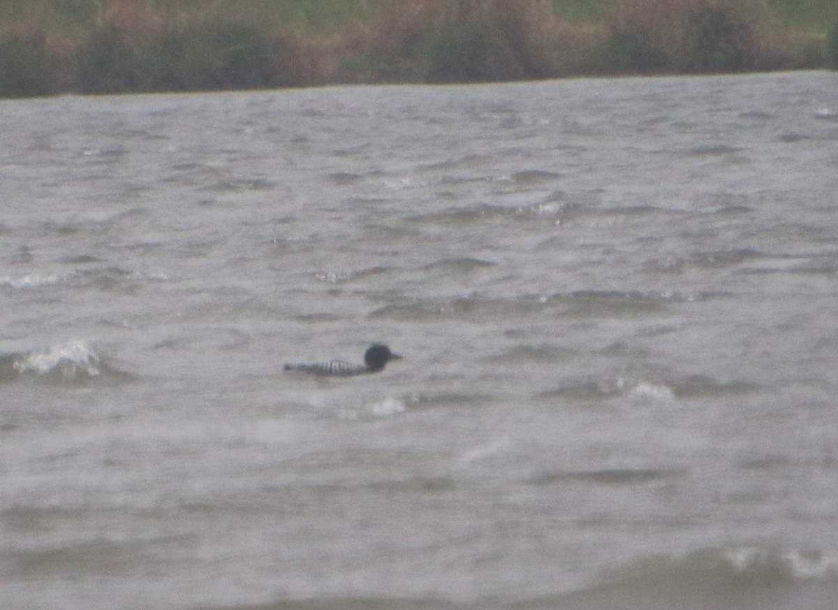 Common Loon - Dave Z.