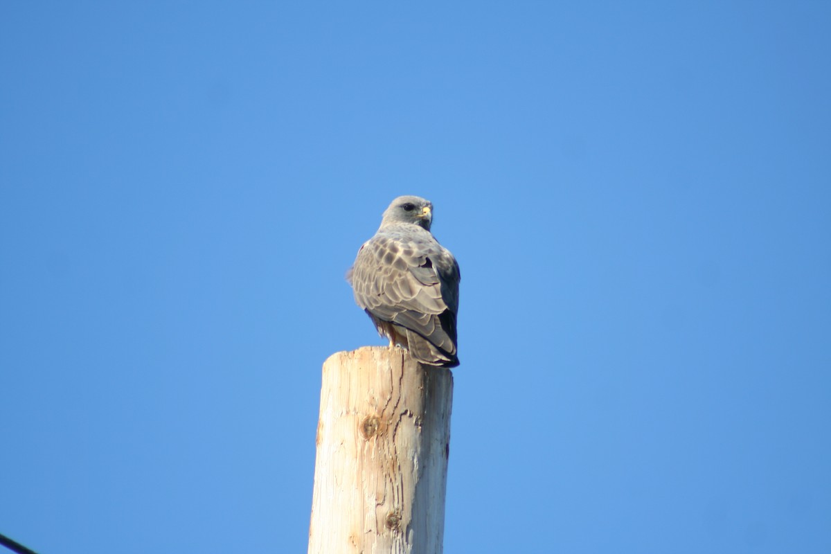 Swainson's Hawk - ML227699611