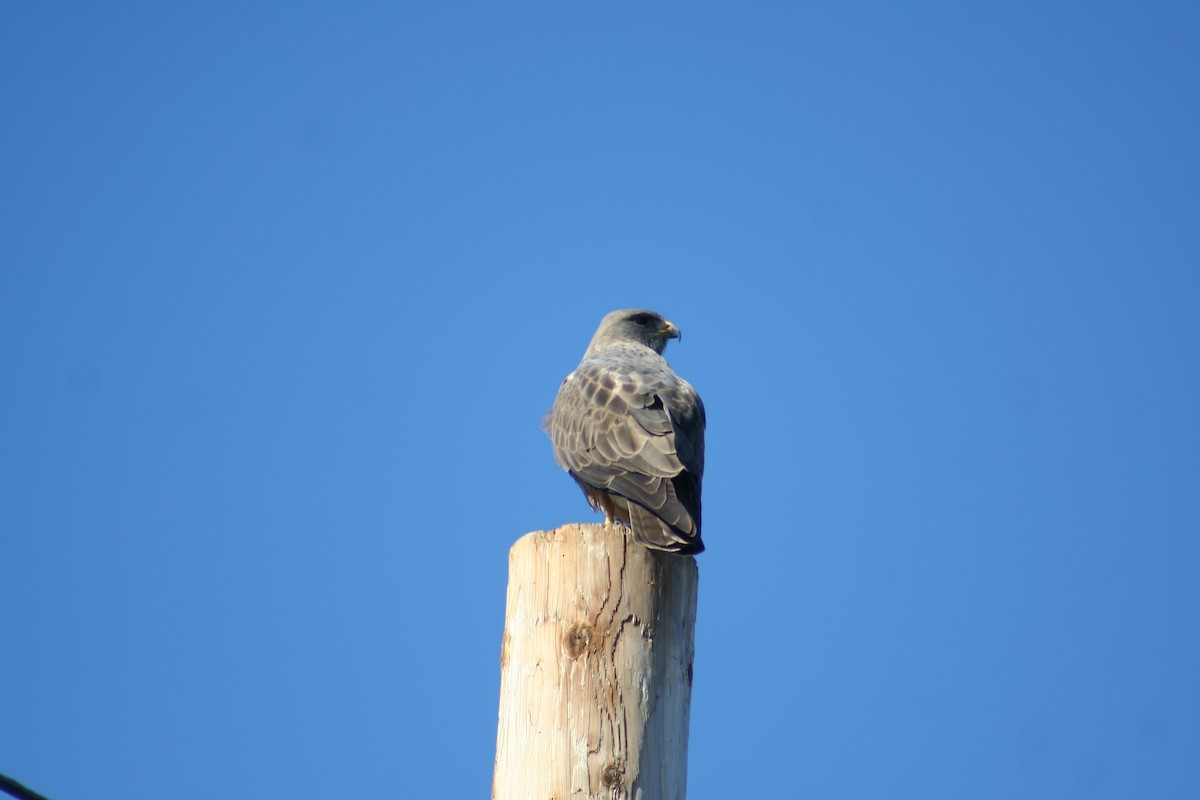 Swainson's Hawk - Hilary Turner