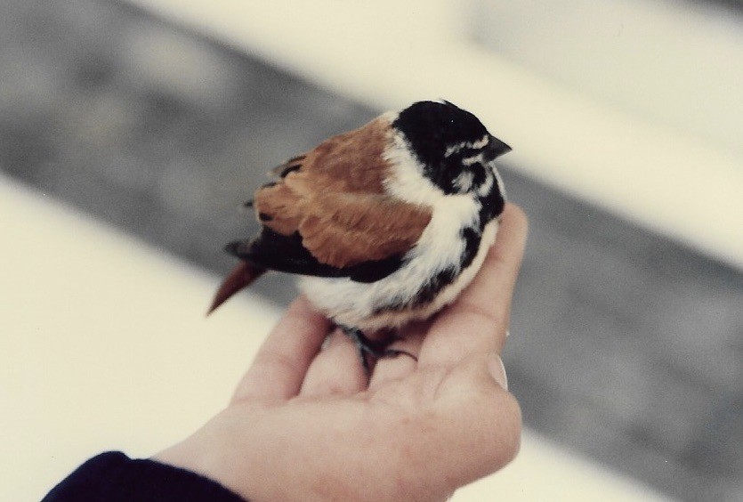 Black-headed Canary (Damara) - ML227699941