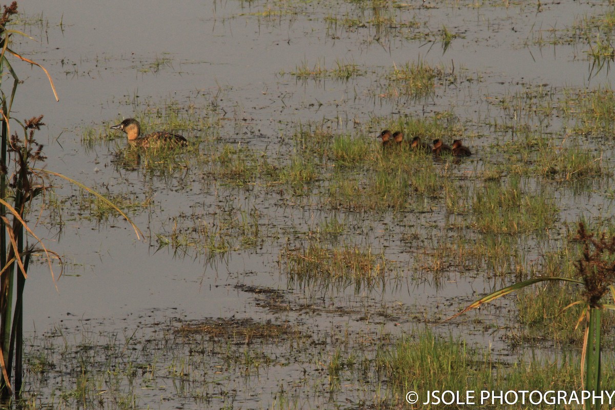 White-backed Duck - ML227700371