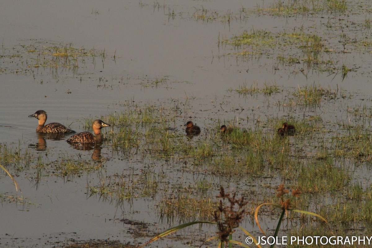 White-backed Duck - ML227700701