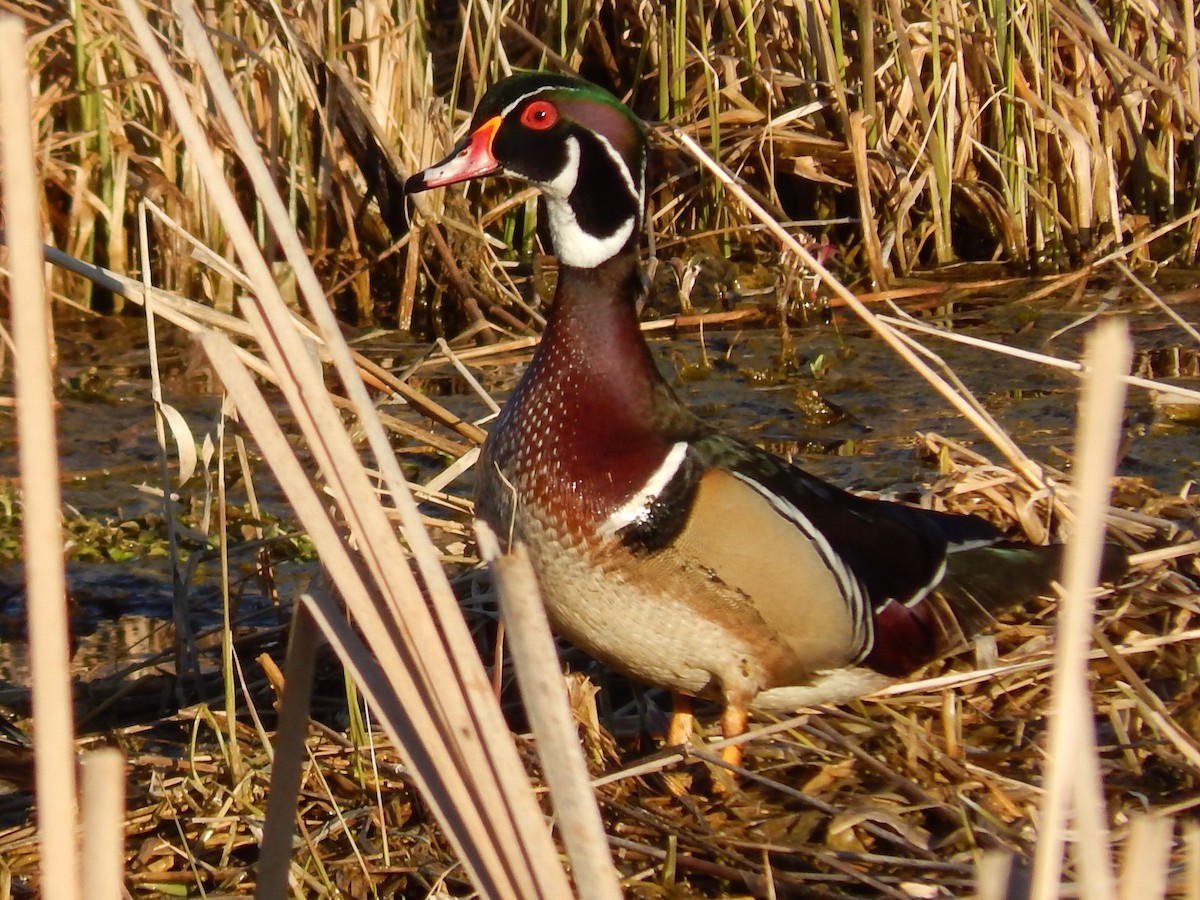 Wood Duck - ML227701641