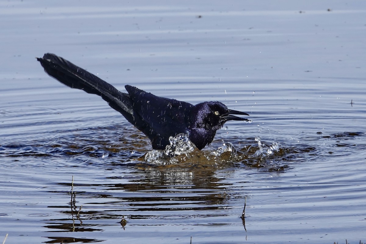 Great-tailed Grackle - ML227701911