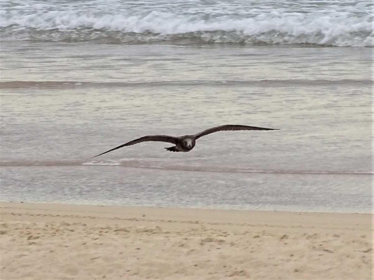 Pacific Gull - ML227702471