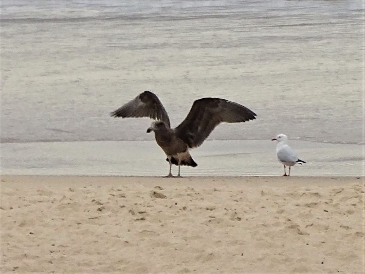 Gaviota de Tasmania - ML227702631