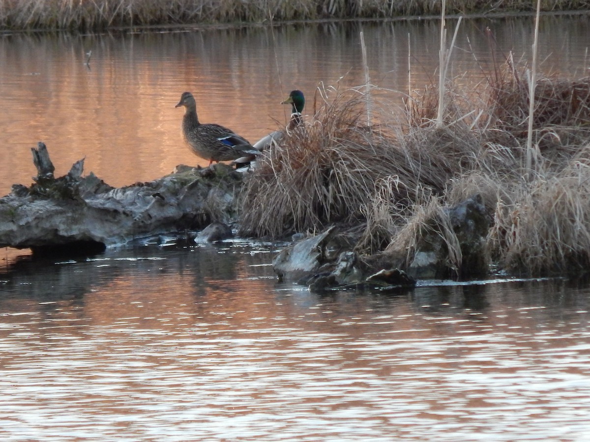 Canard colvert - ML227703711