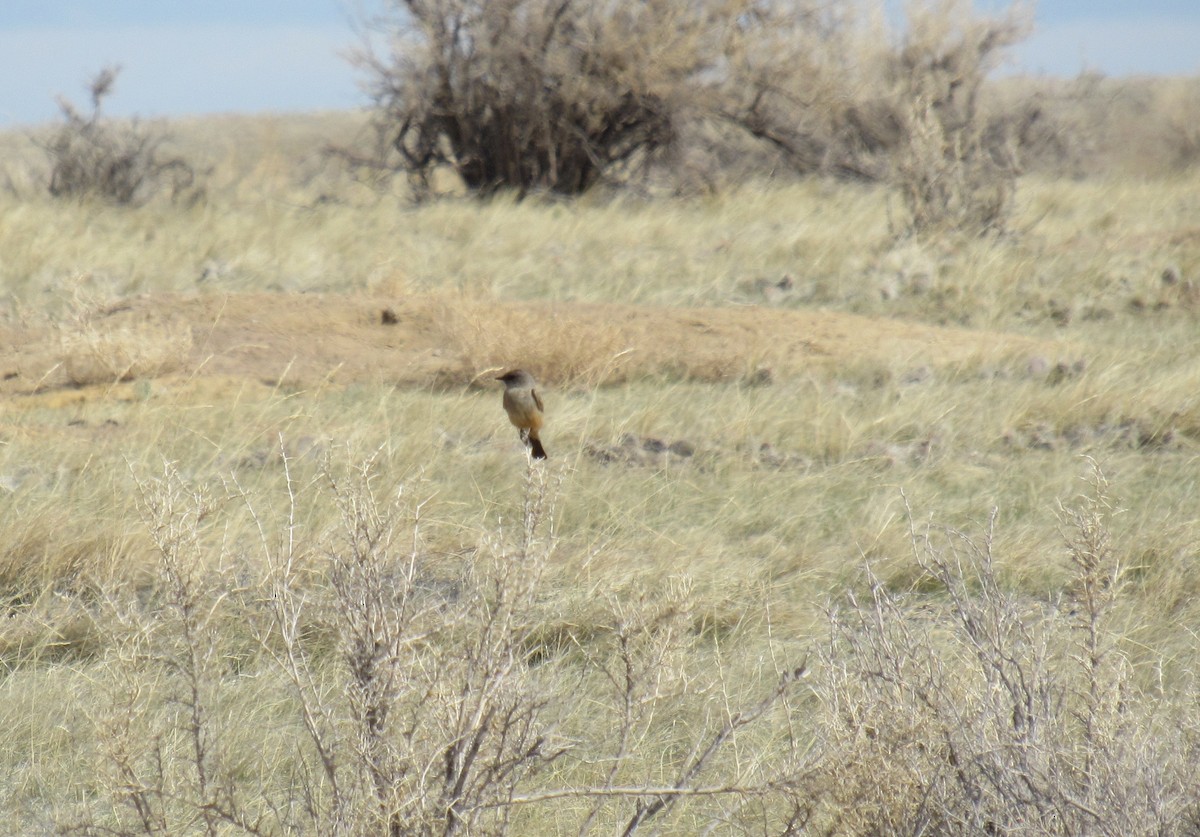 Say's Phoebe - ML227703971