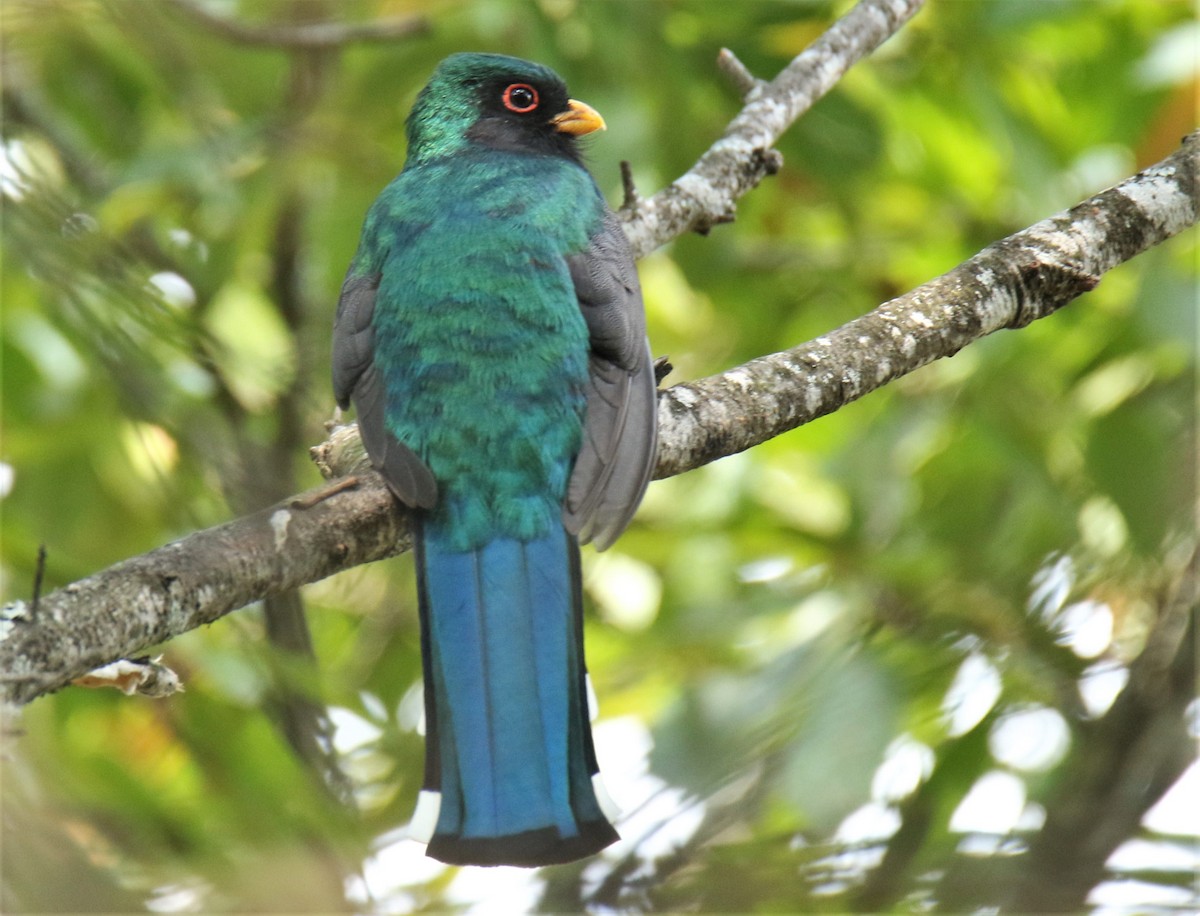 Mountain Trogon - ML227707151