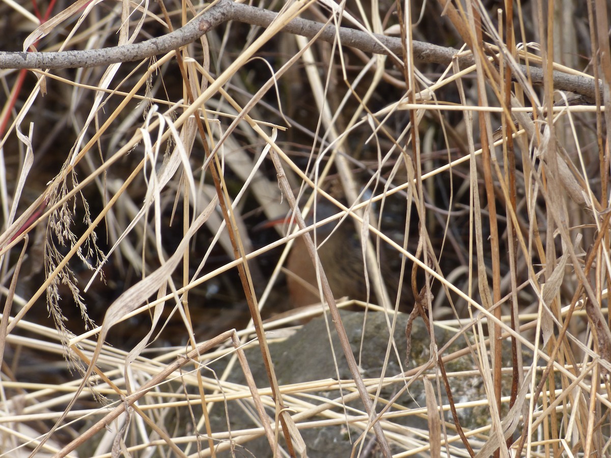 Virginia Rail - ML227707821