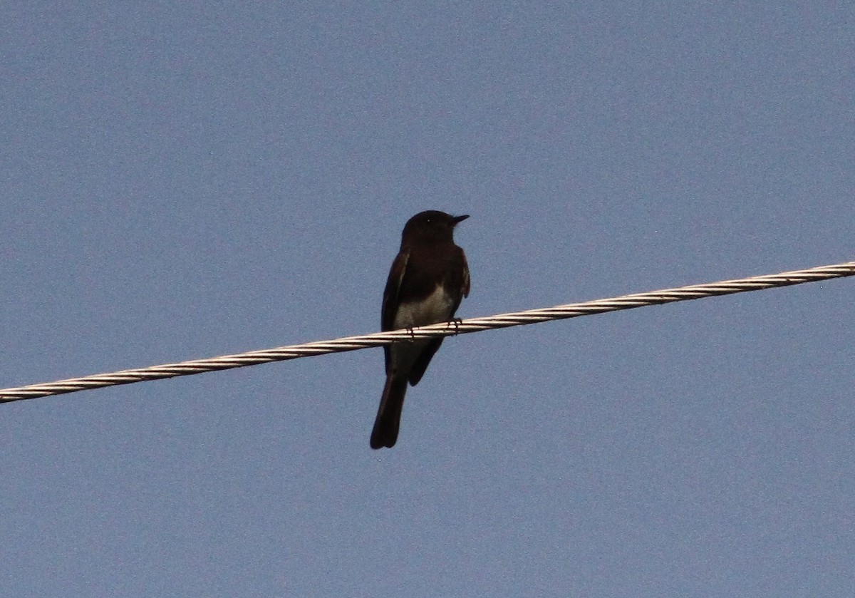 Black Phoebe - ML227708671