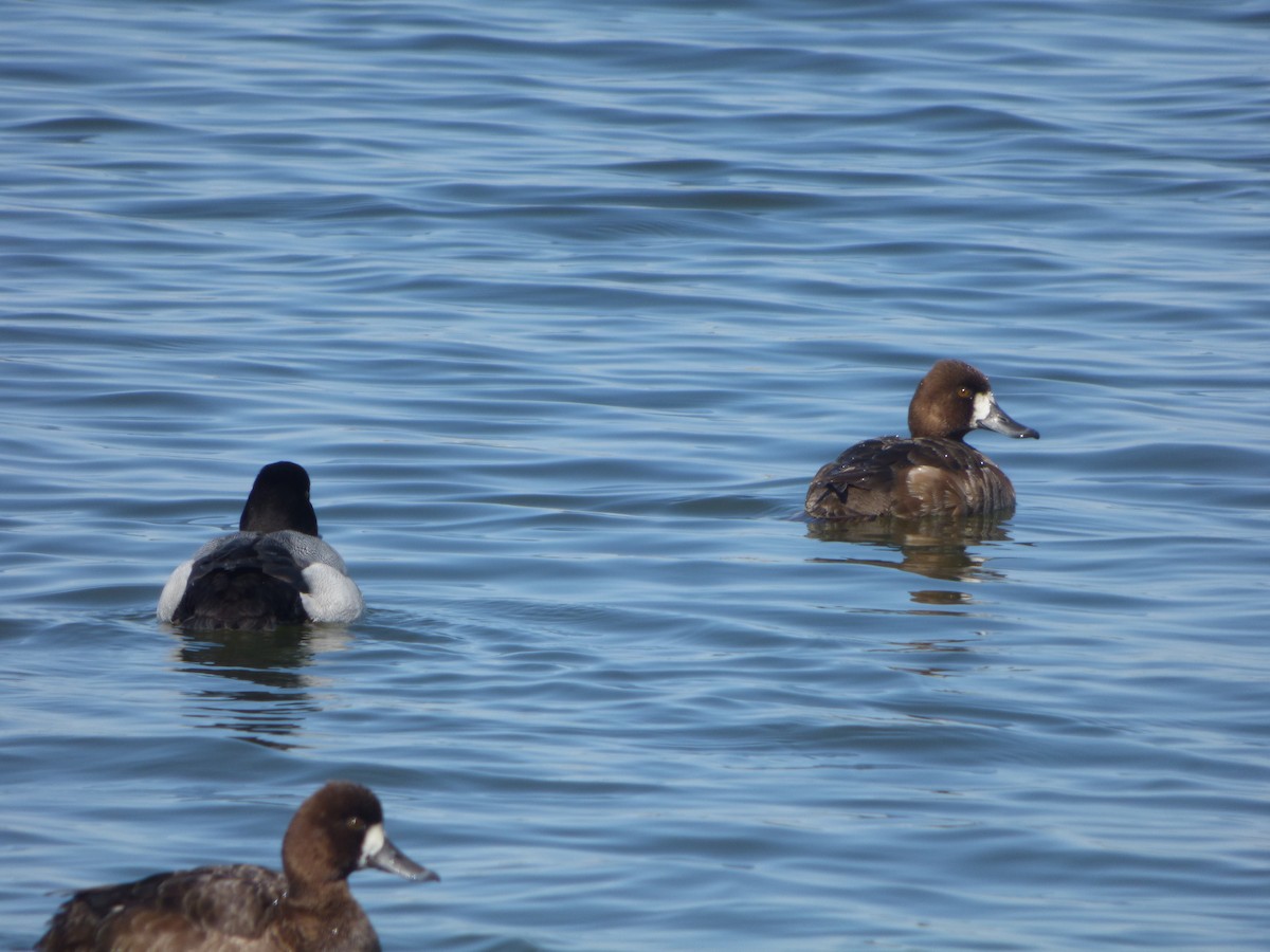 Lesser Scaup - Kevin Wistrom