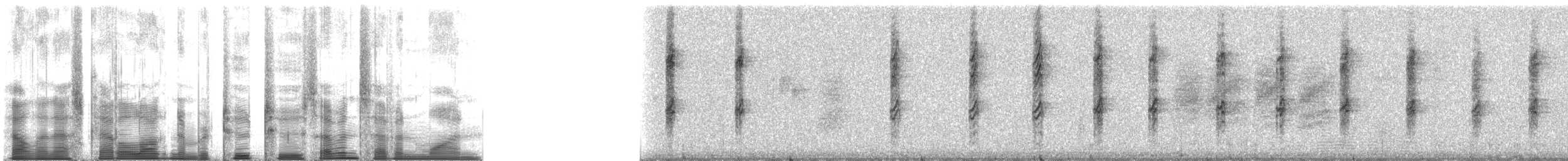 Acantiza Robusta - ML22771