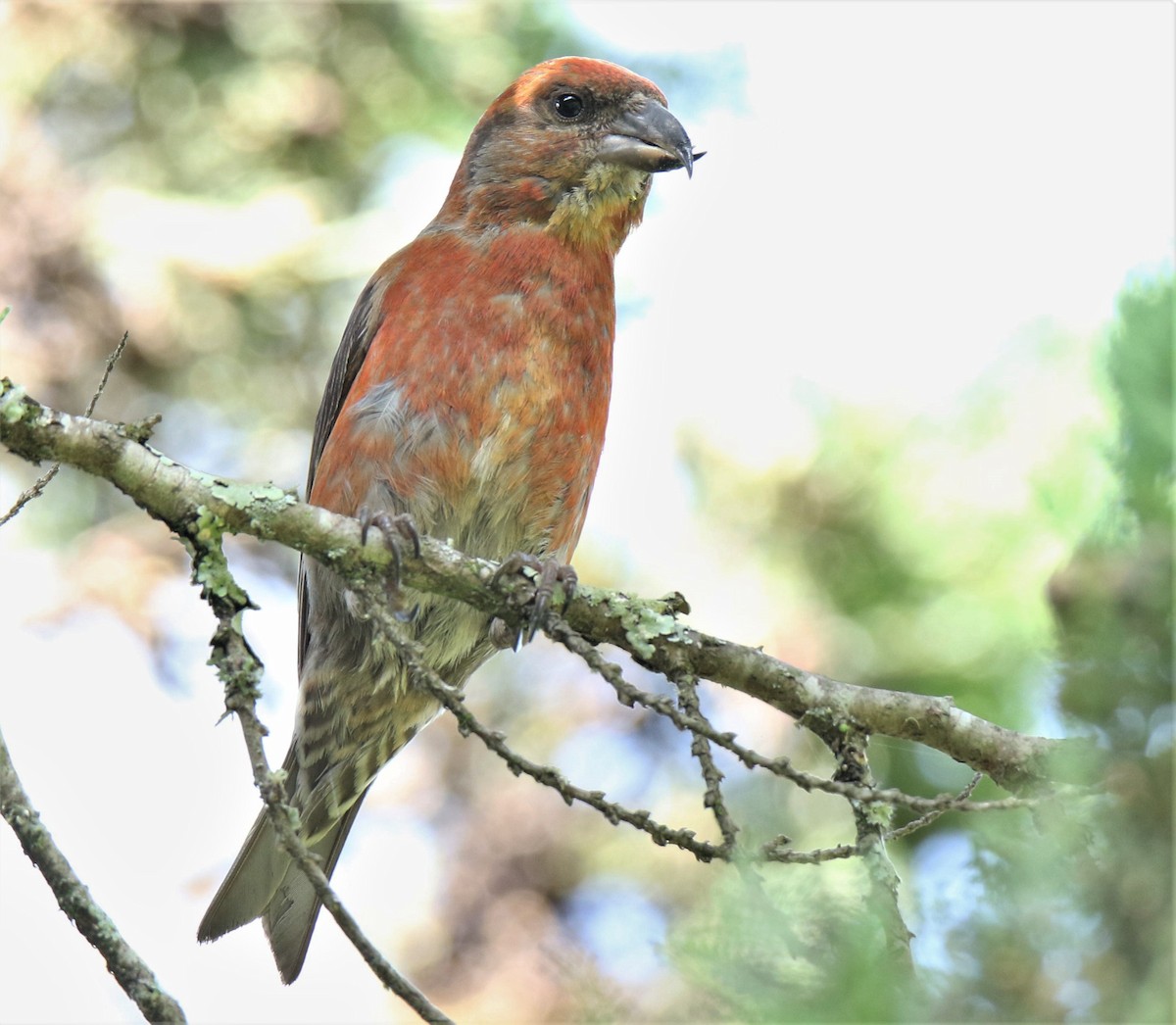 Гацуурын солбин хошуут - ML227710401