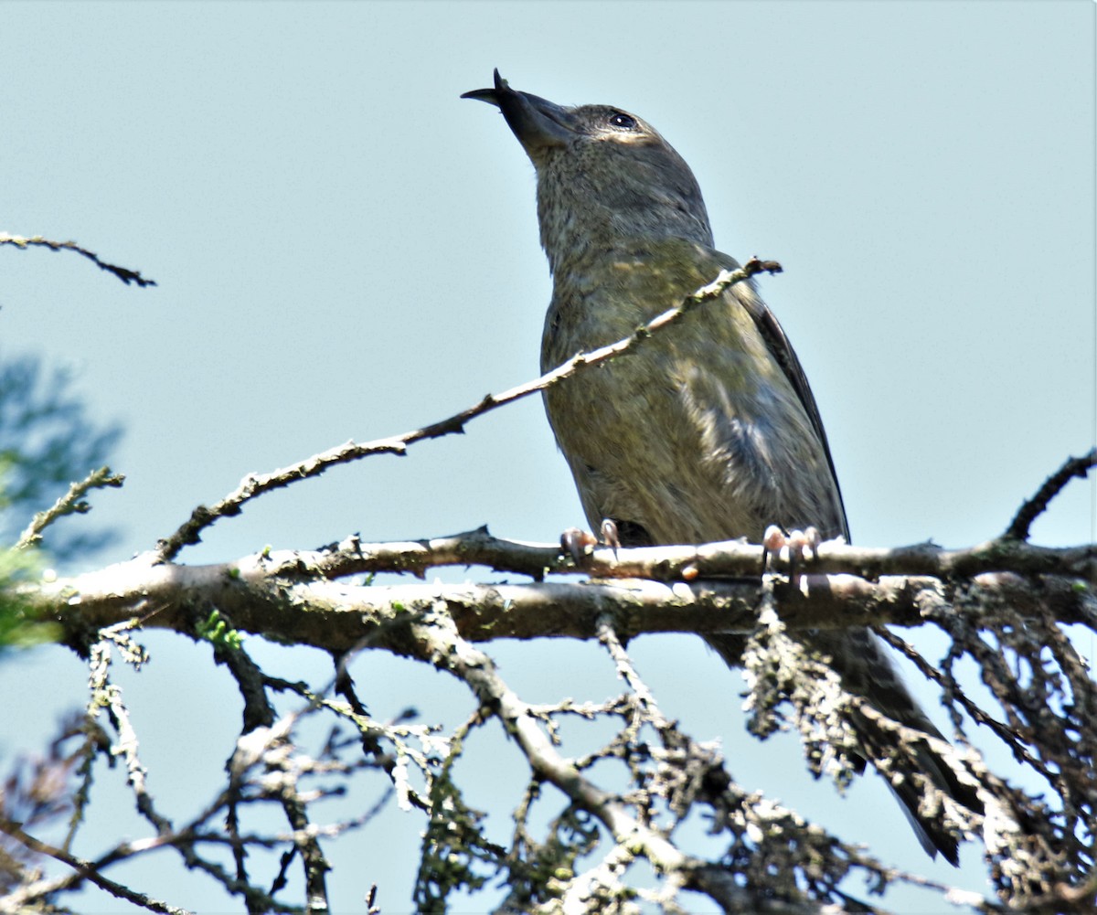 Гацуурын солбин хошуут - ML227710431