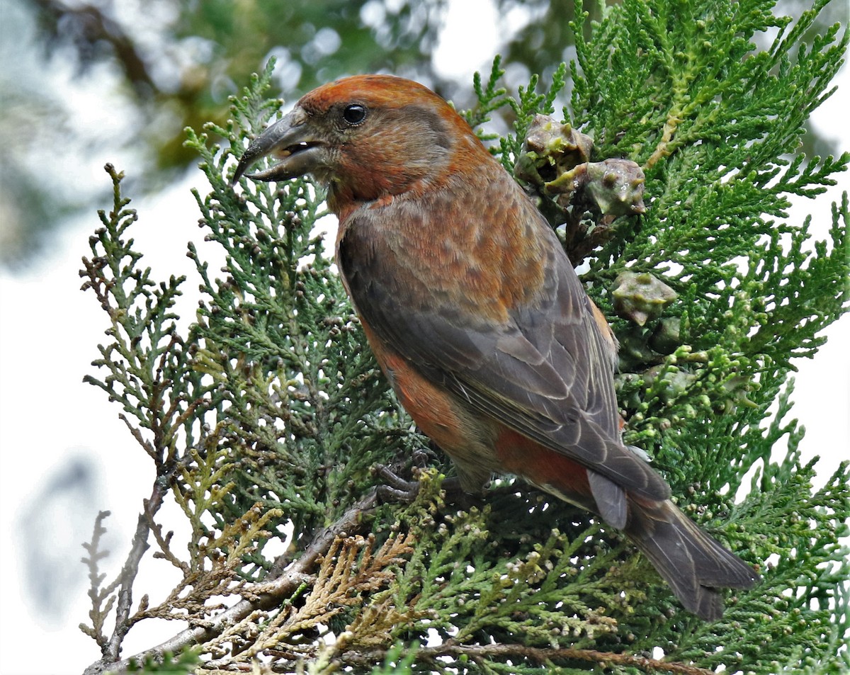 Гацуурын солбин хошуут - ML227710461